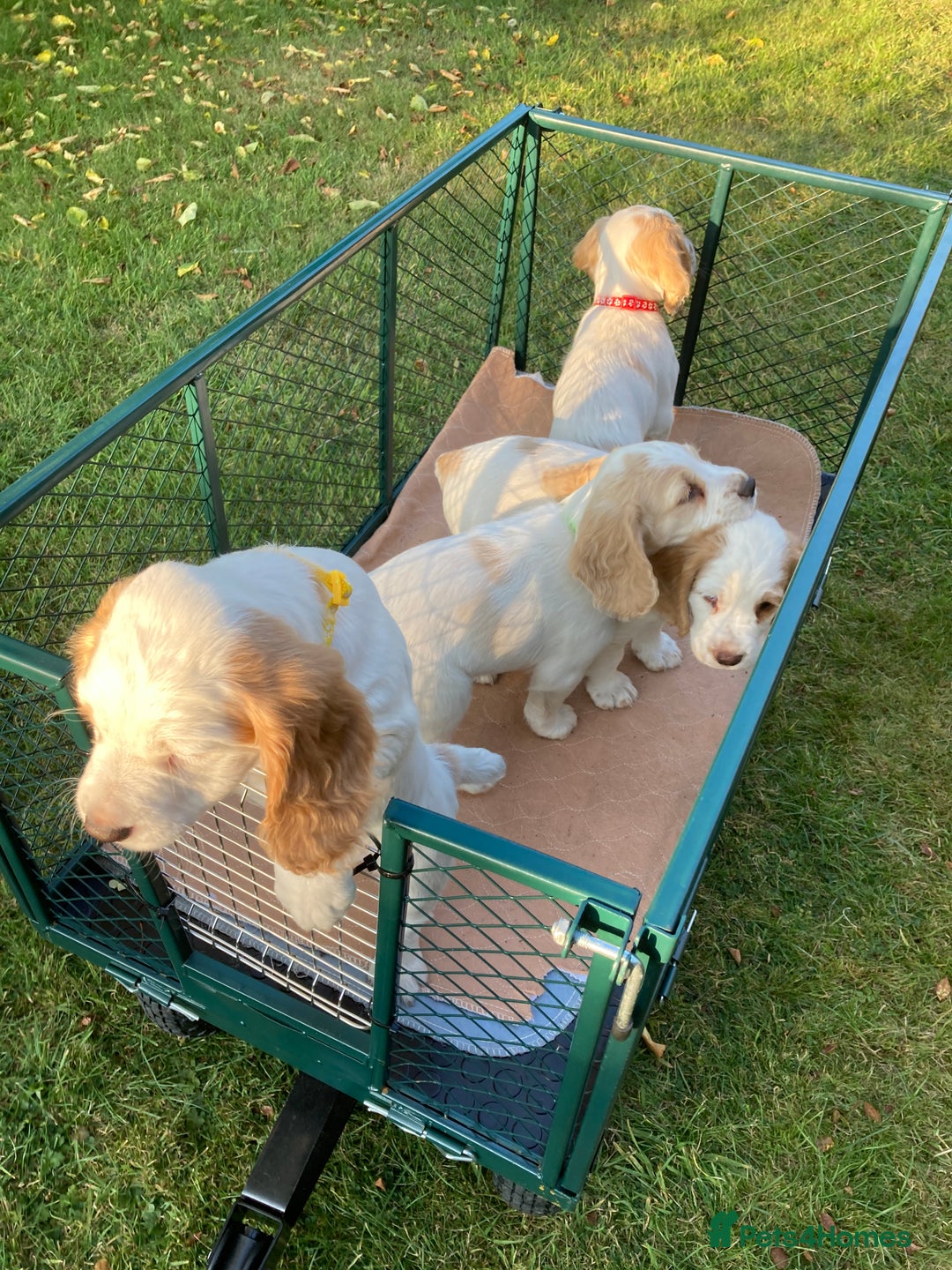 Cocker Spaniel dogs for sale: Cocker Spaniels, working type, KC reg, DNA clear - Image 2