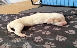 Cocker Spaniel dogs for sale: 2 Gorgeous male White+Lemon Cocker Spaniel Puppies - Image 10