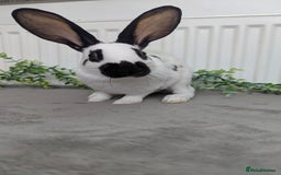 English Spot rabbits for sale: Old English spots ready to go to their new homes  - Image 15