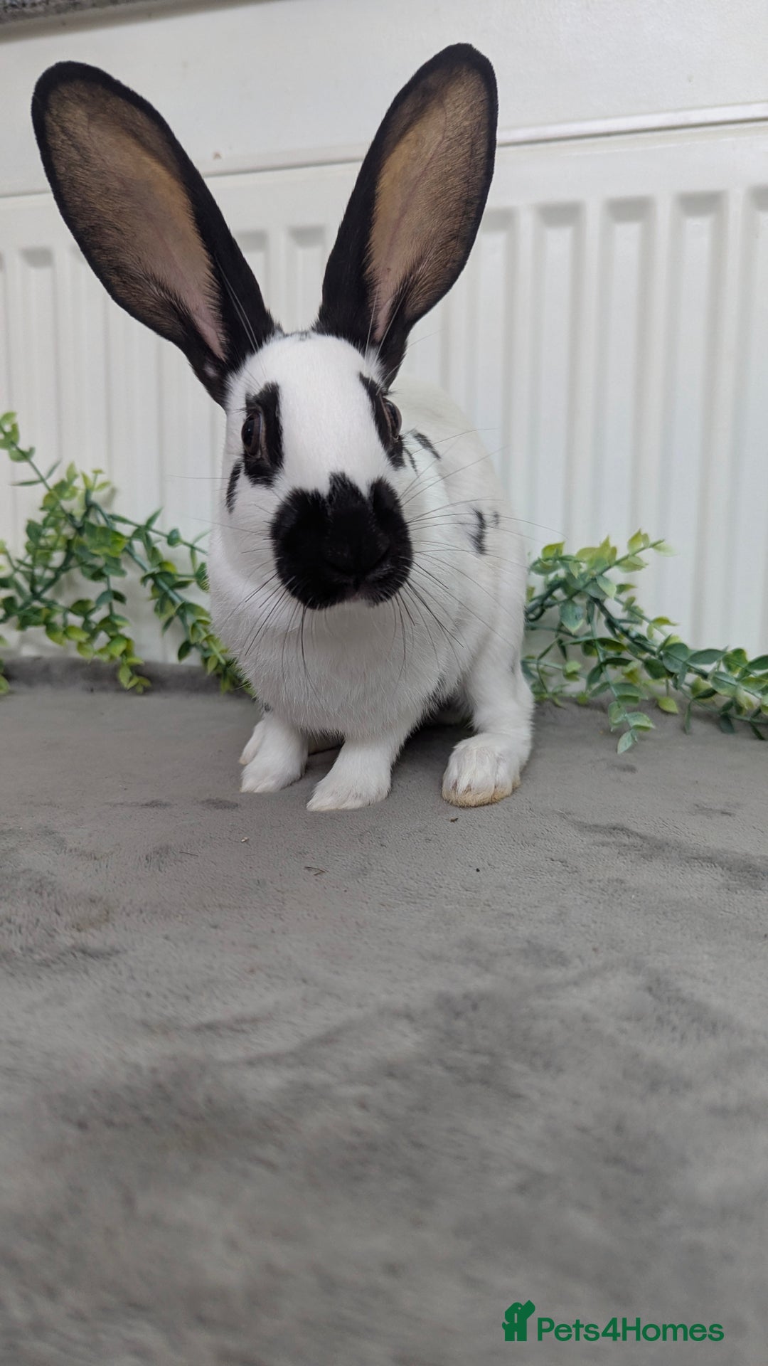 English Spot rabbits for sale: Old English spots ready to go to their new homes  - Image 15