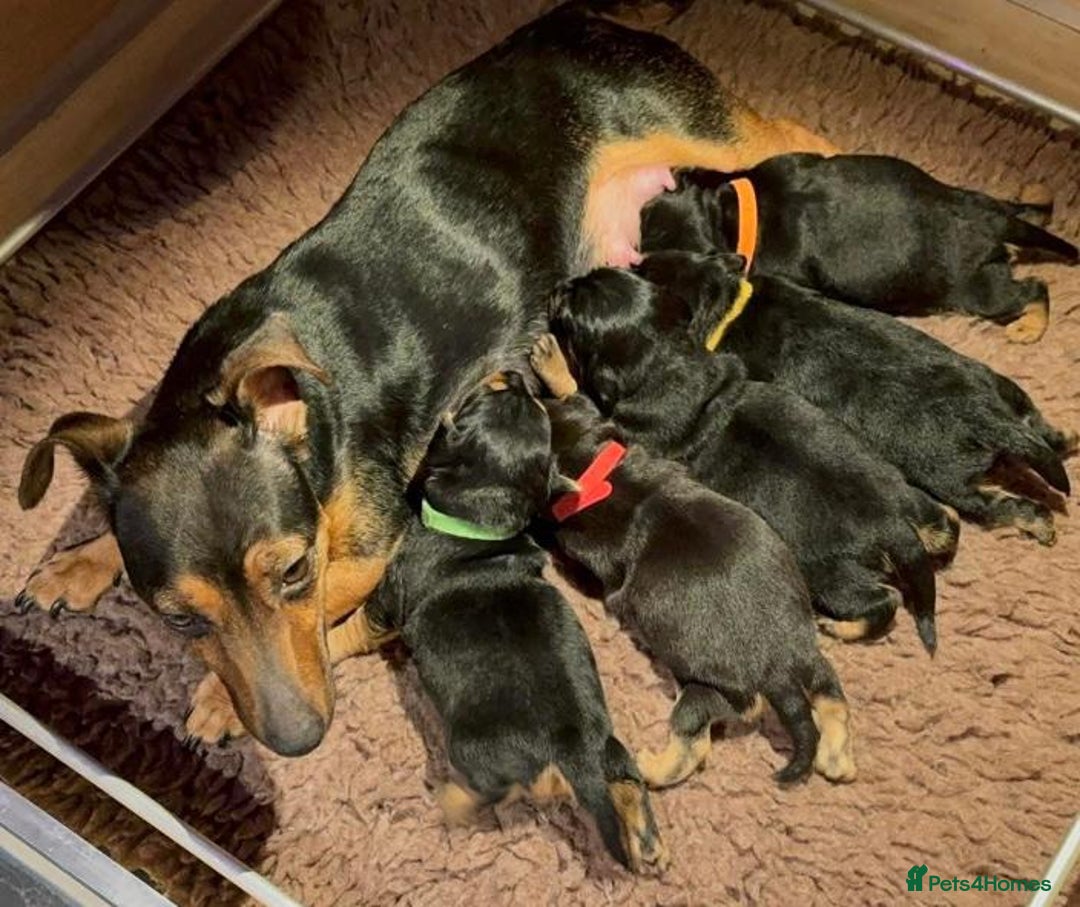 Jack Russell dogs for sale: Miniature jack Russell puppies  - Image 5