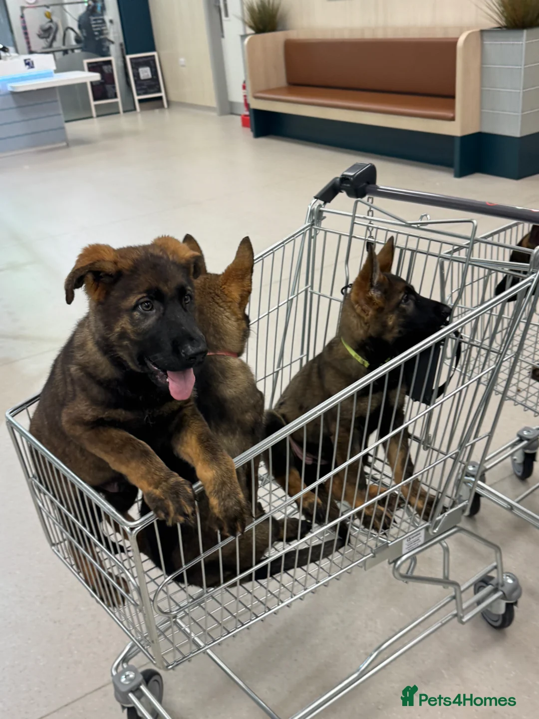 German Shepherd dogs for sale: KC Registered German Shepherd PuppiesChampion Line - Advert 1