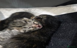 Ragdoll cats for sale: 4 female kittens  - Image 11