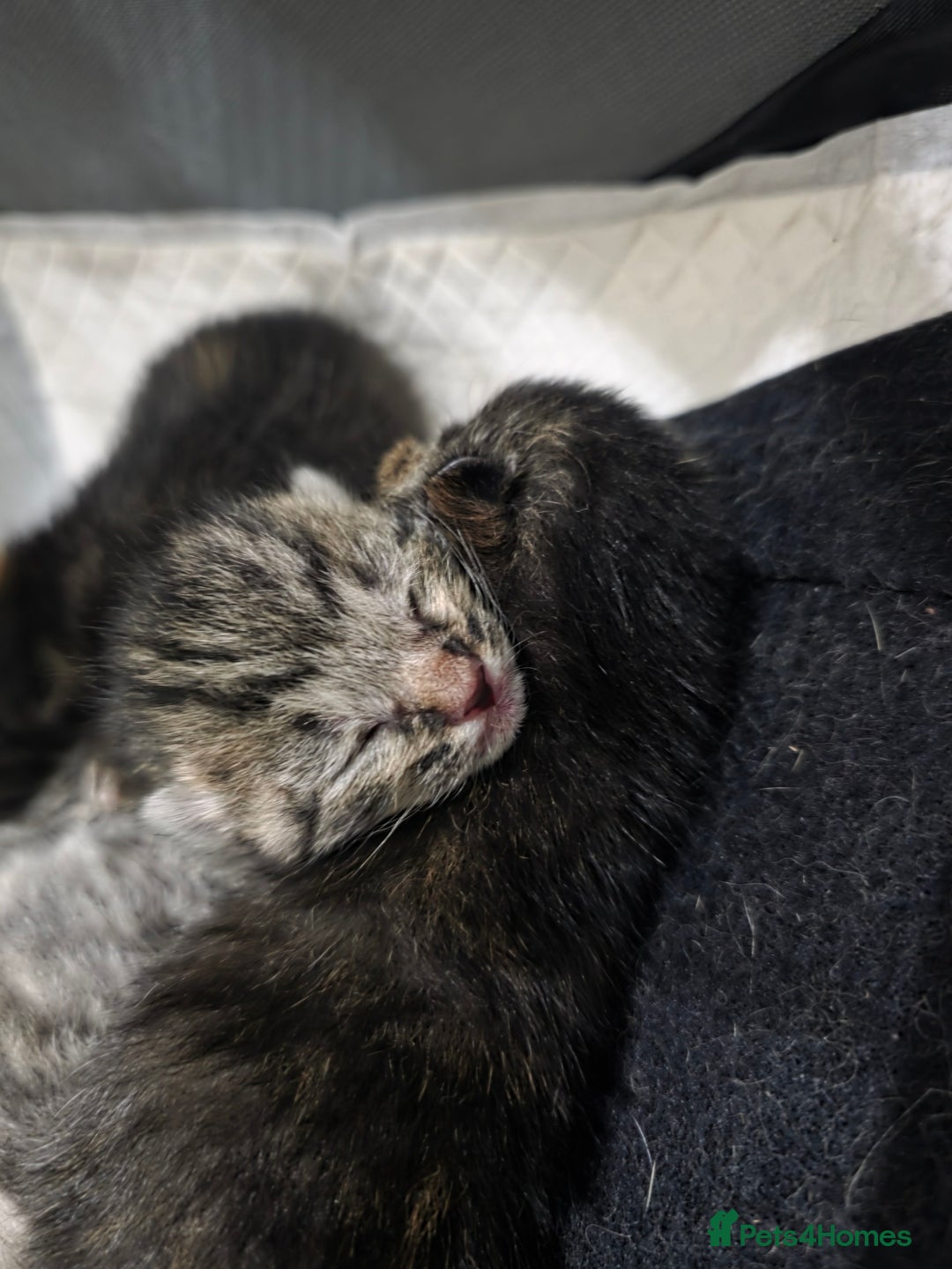 Ragdoll cats for sale: 4 female kittens  - Image 11