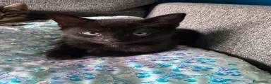 Mixed Breed Kitten 2