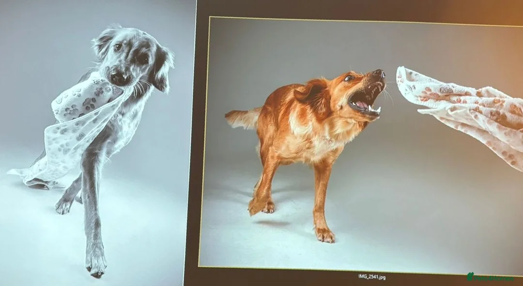 Golden Retriever dogs for sale: KC registered Golden retriever puppies due any day in Banbury - Advert 2