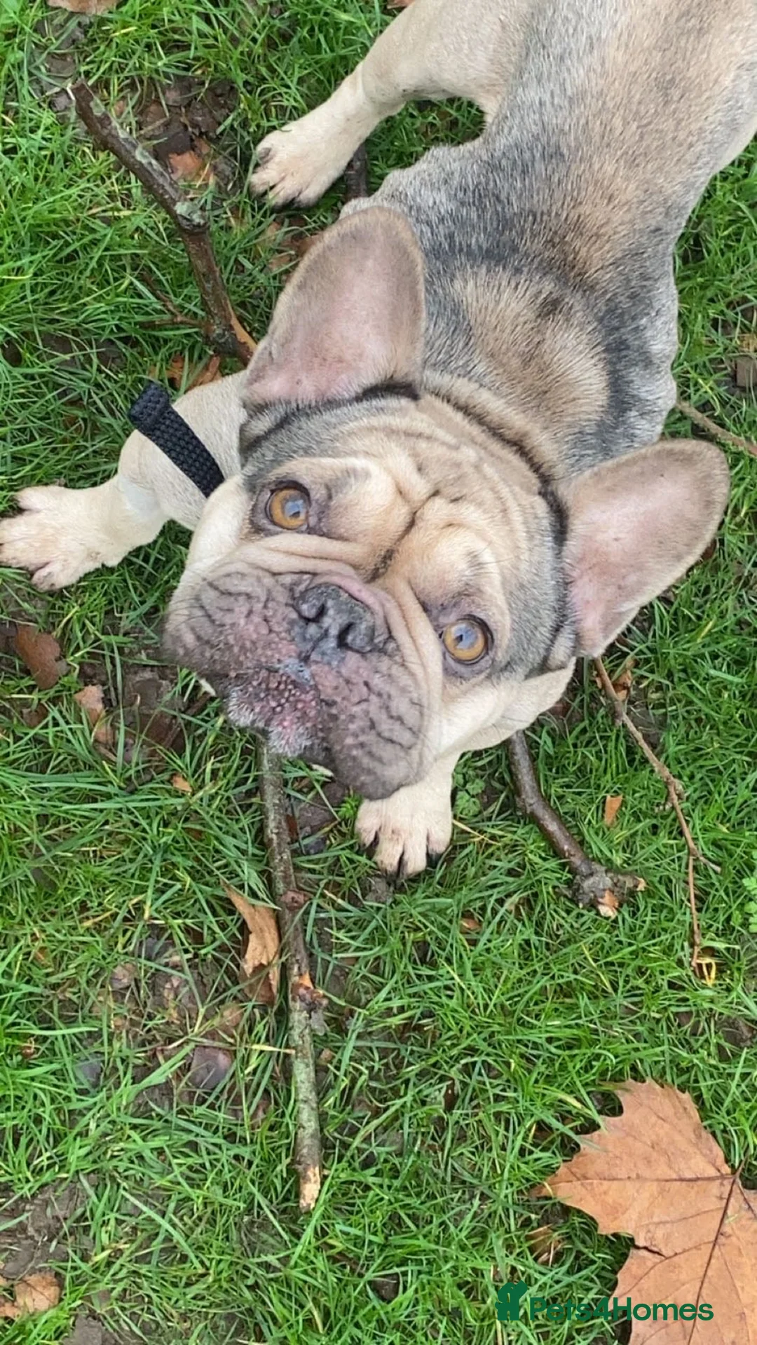 French Bulldog dogs for sale: Bailey - Advert 1