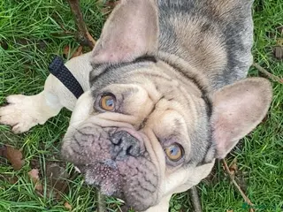 French Bulldog dogs Bailey - Advert 1