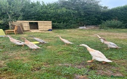 Ducks poultry for sale: POL Indian runner ducks in Wincanton - Image 6