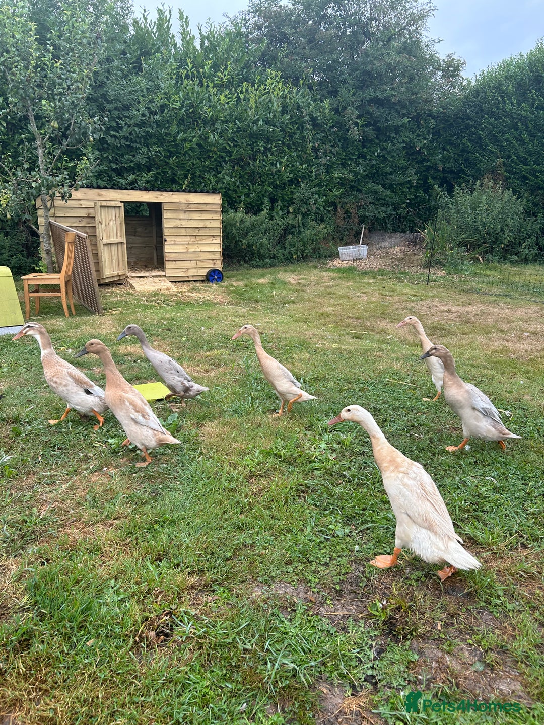 Ducks poultry for sale: POL Indian runner ducks in Wincanton - Image 6