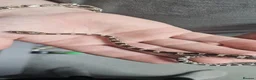 Corn Snake reptiles for sale: Baby corn snakes  in Chesterfield - Advert 7