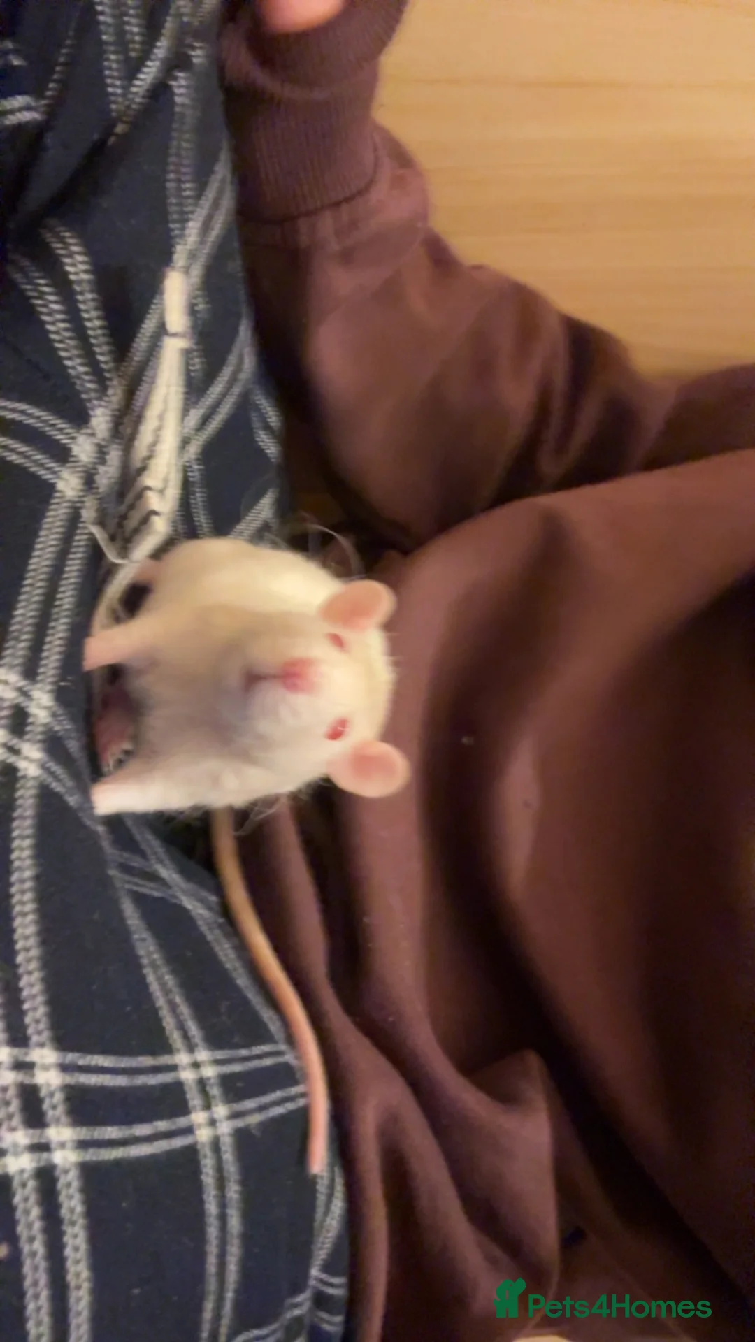 Rat rodents for sale: Very cute rats and cage in Nairn - Advert 1