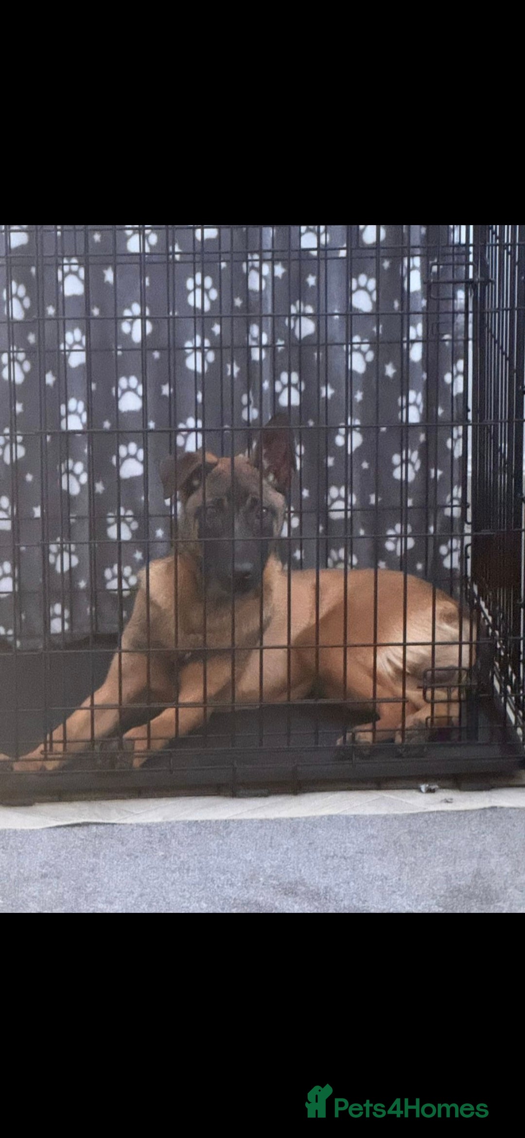 Belgian Shepherd Dog dogs for sale: Belgian Shepard/Malinois - 6 Months - Image 5