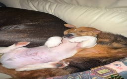 Jack Russell dogs for sale: Adorable Male Jack Russell Puppy  🐾 - Image 3