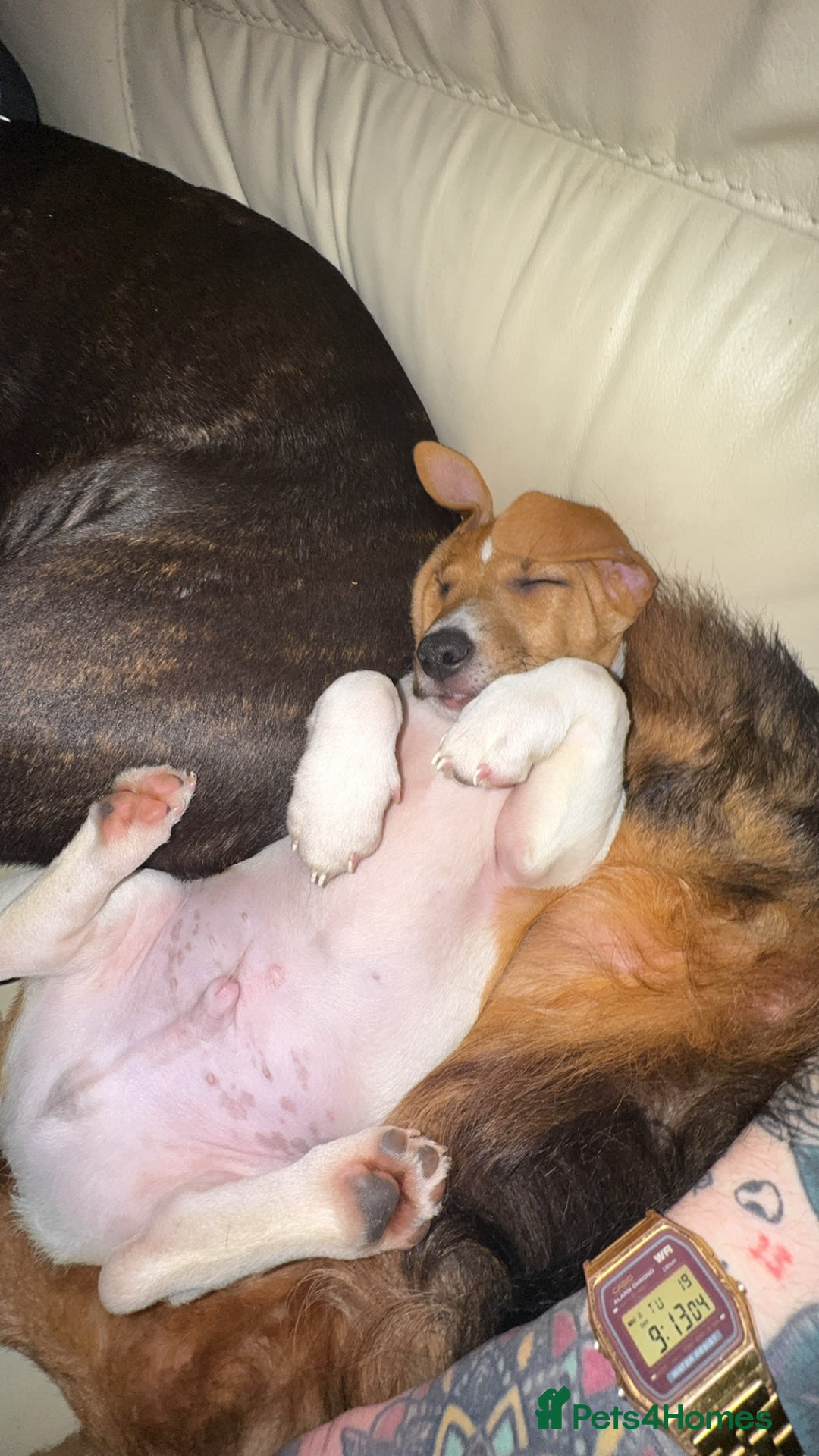 Jack Russell dogs for sale: Adorable Male Jack Russell Puppy  🐾 - Image 3