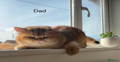 British Shorthair cats - Advert 15
