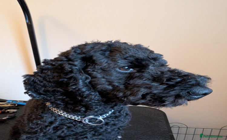 Cockapoo dogs - Advert 8