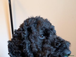 Cockapoo dogs - Advert 25