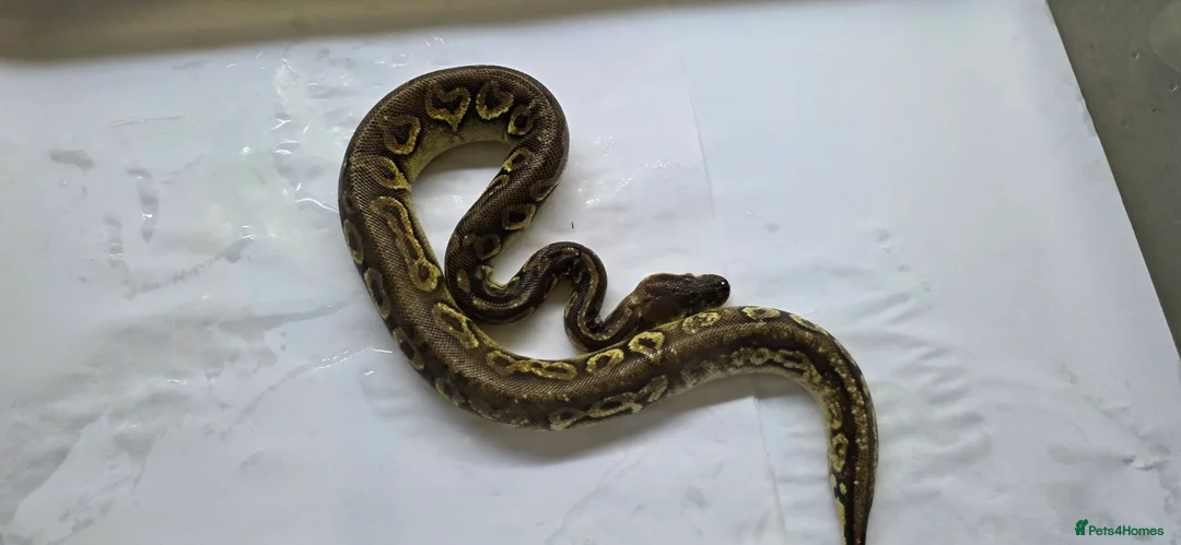 Python Snake reptiles for sale: Various ball pythons  - Advert 7