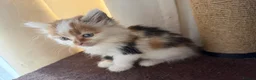 Domestic Shorthair cats for sale: Cute little fluffy kittens for sale  in Birmingham - Advert 3