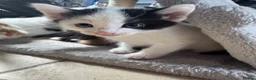 Mixed Breed cats for sale: Stunning 5 week old kittens  - Advert 20