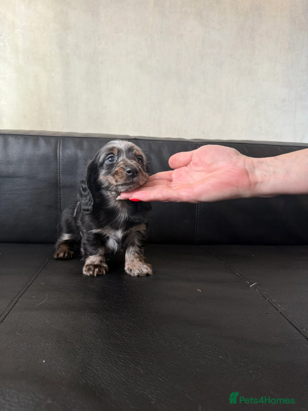 Miniature Dachshund dogs for sale: Mini long hair dachshunds  - Advert 15