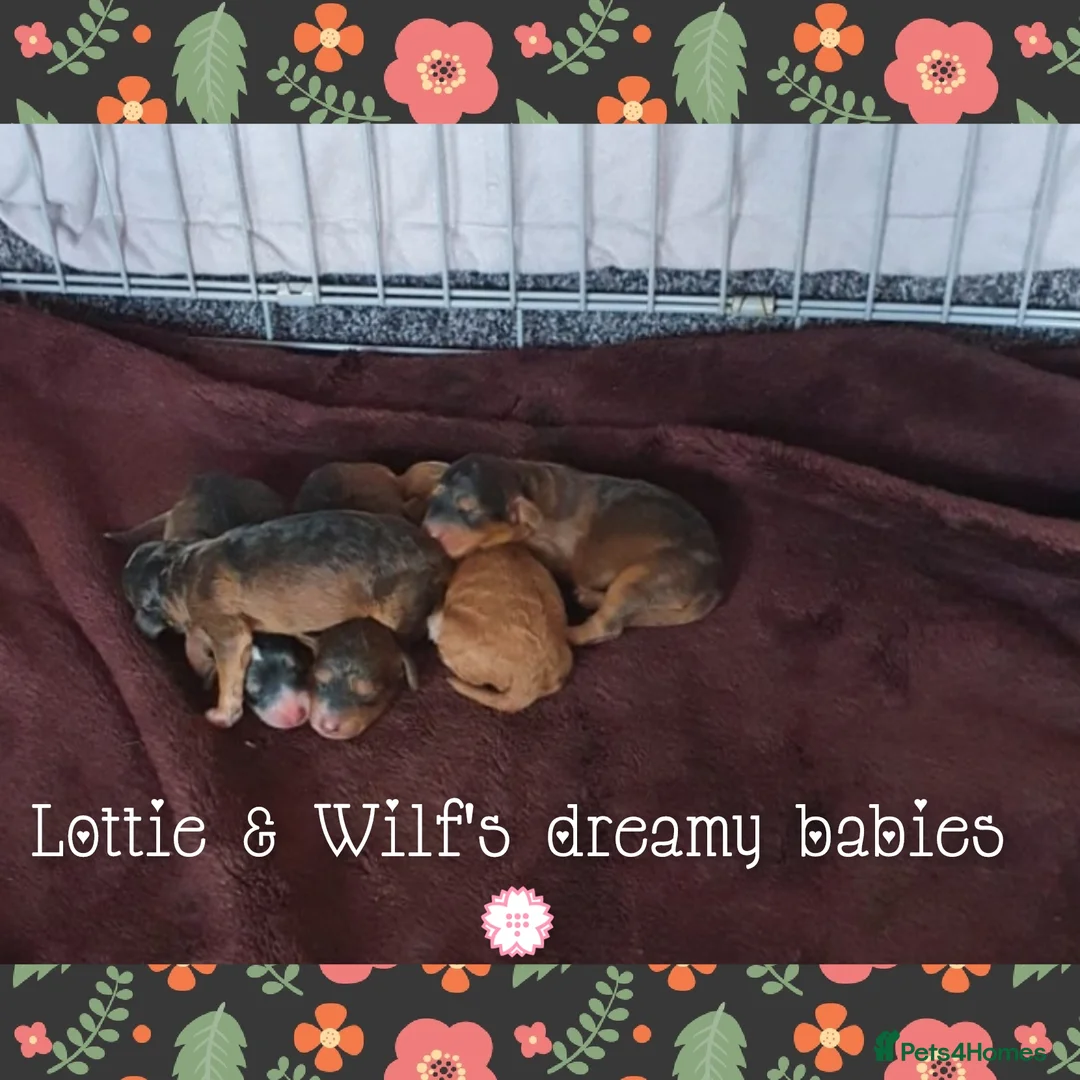 Cockapoo dogs for stud: Experienced & Dna tested F1 Sable Cockapoo Stud in Cannock - Advert 23