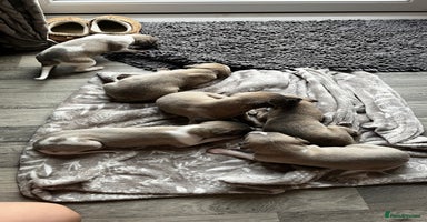 Whippet dogs - Advert 9