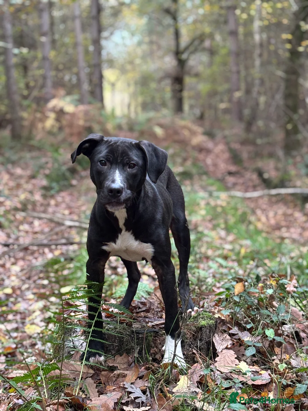 Mixed Breed dogs for sale: With a very heavy heart - Advert 5