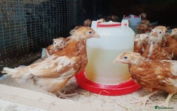 Chickens poultry for sale: Female chicks / chickens / hens - Image 1