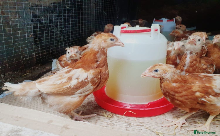Chickens poultry - Advert 19