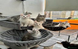 Maine Coon cats for sale: Pedigree TICA Registered Maine Coon Kittens - Image 24