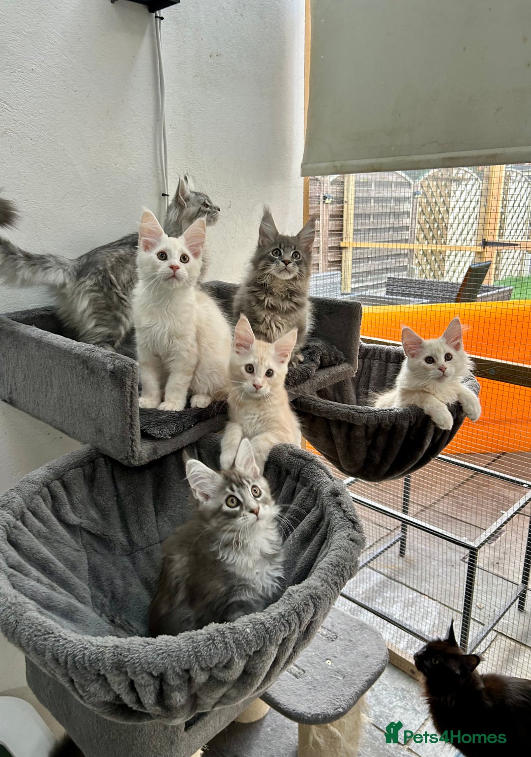 Maine Coon cats for sale: Pedigree TICA Registered Maine Coon Kittens - Image 24