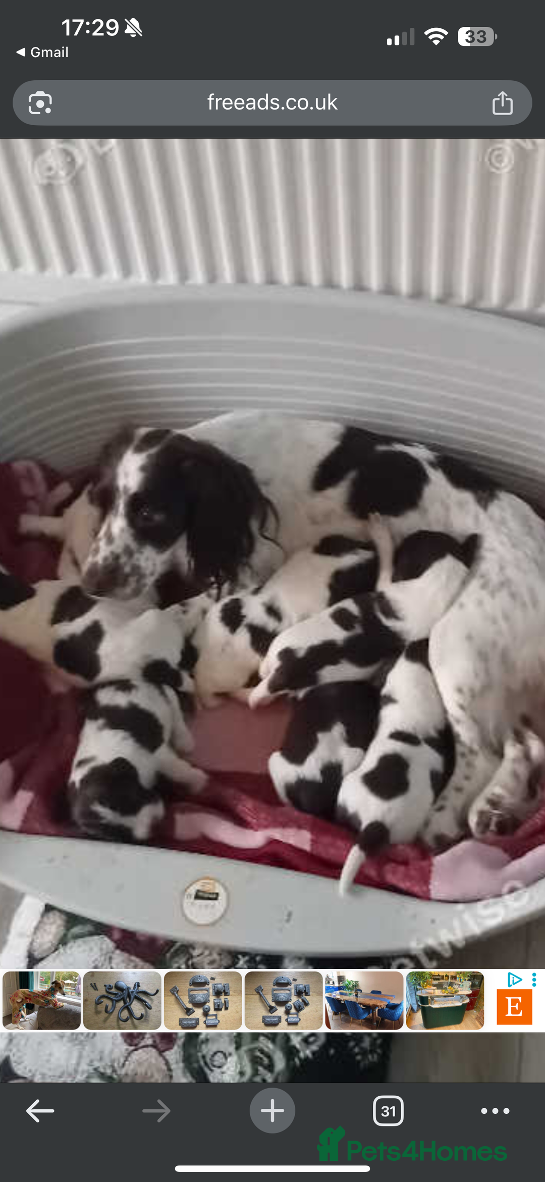 Cocker Spaniel dogs for sale: Cocker spaniel pup  - Advert 4