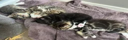 Mixed Breed cats for sale: Beautiful family kittens  - Advert 3