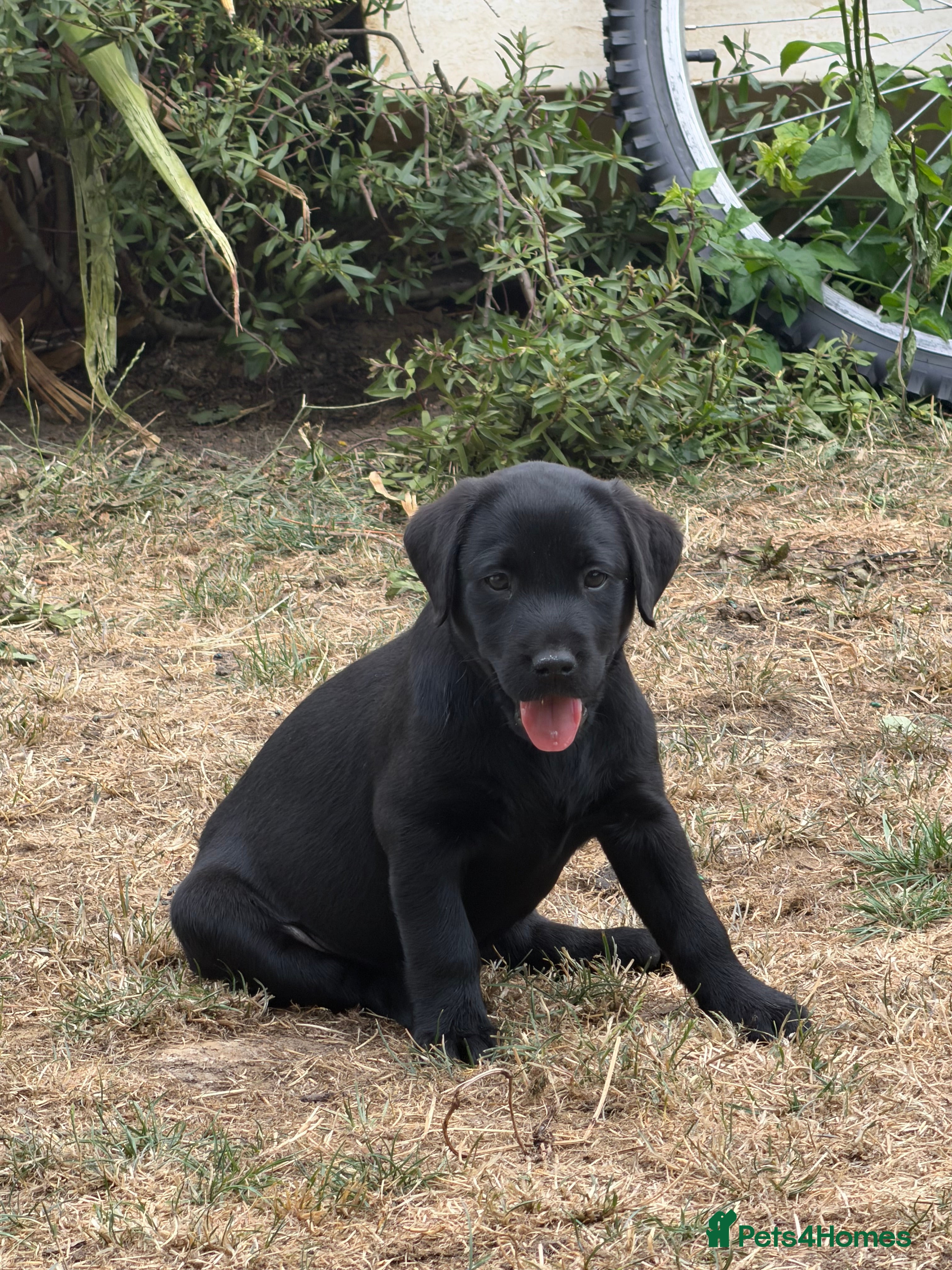 Labrador Retriever dogs Black Labrador Girls - Advert 2