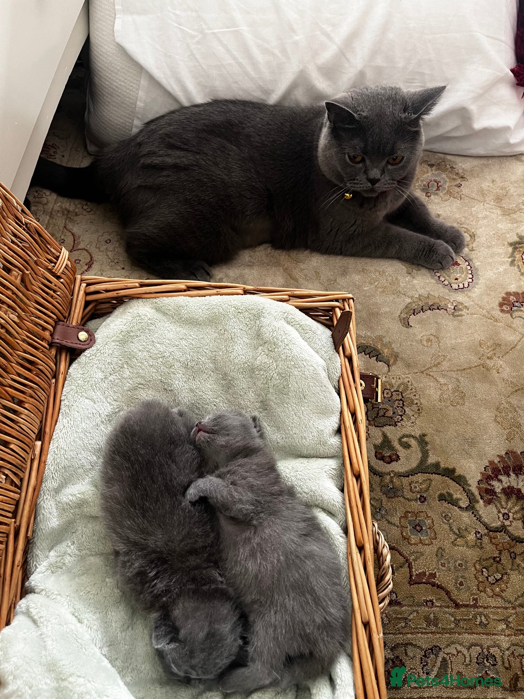 British Shorthair cats for sale: London: GCCF Pedigree British Blue Shorthair Girls - Image 10