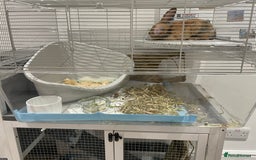 Harlequin rabbits for sale: male Harlequin 12-15 weeks old rabbit+cage  - Image 3