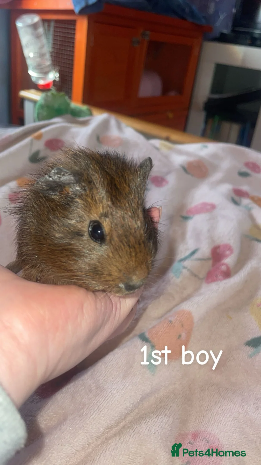 Guinea Pig rodents for sale: 2 baby boars ready on the 2nd may  in Burton-on-Trent - Advert 2