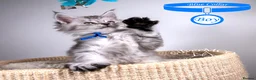 Maine Coon cats for sale: 💚Stunning XL TICA-registered Maine Coon Kittens  - Advert 38