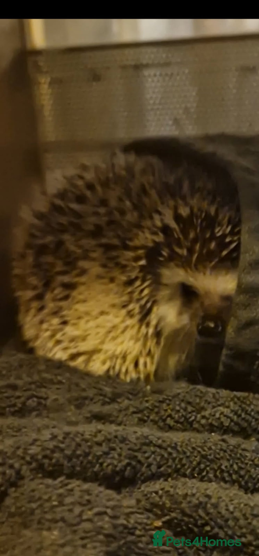 Pygmy Hedgehog rodents for sale: Hedgehog for sale  - Advert 2