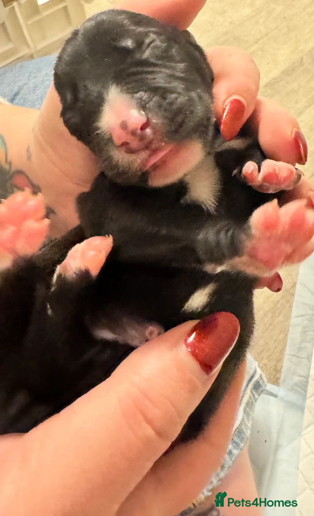 Mixed Breed dogs for sale: 75% Lurcher 25% Cane Corso Puppies - Advert 10