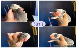 Olde English Bulldogge dogs for sale: Olde English bulldogs - Image 6