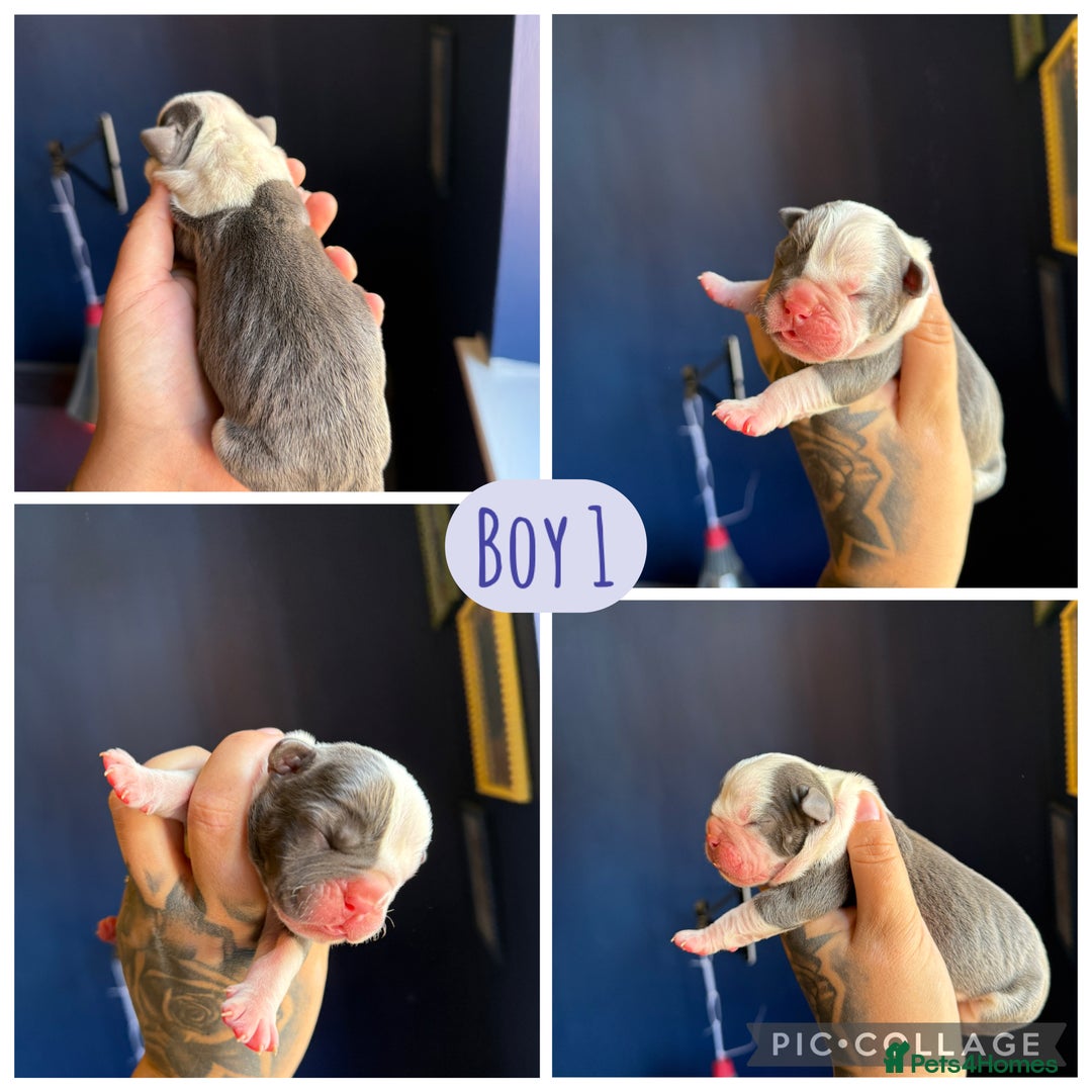 Olde English Bulldogge dogs for sale: Olde English bulldogs - Image 6