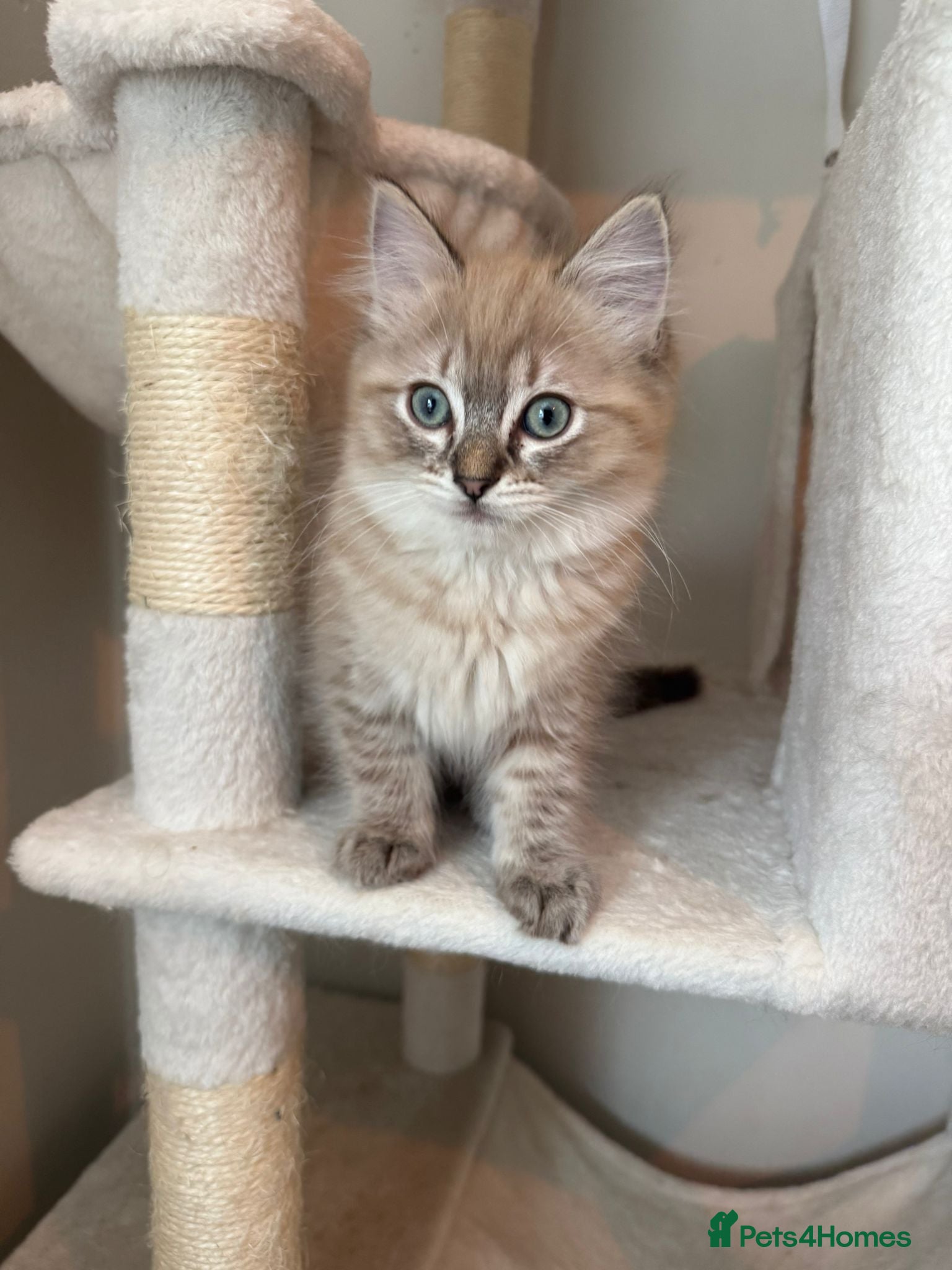 Ragdoll cats READY NOW! Female mink lynx kittens  - Advert 12