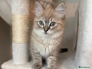 Ragdoll cats READY NOW! Female mink lynx kittens - Advert 12