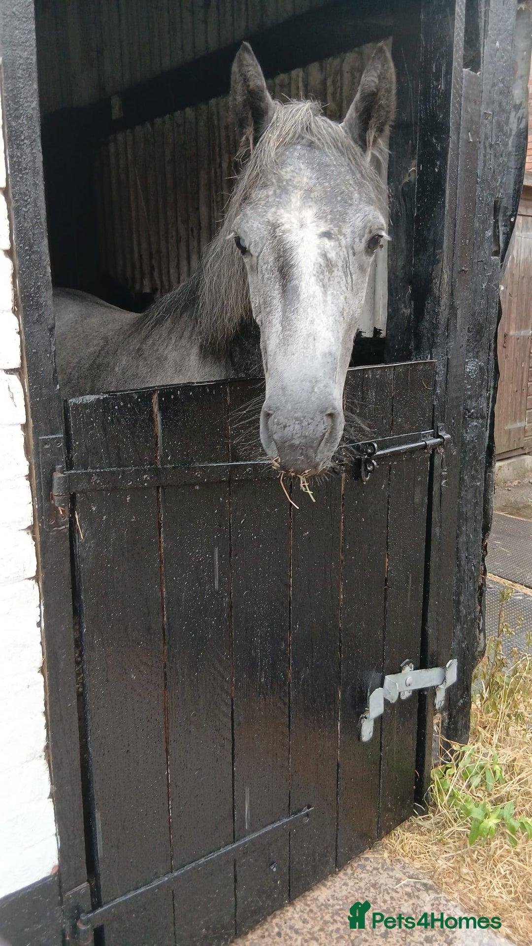 Connemara horses for sale: 3YO Class 1 Connemara Mare Looking For 5* Home - Advert 2
