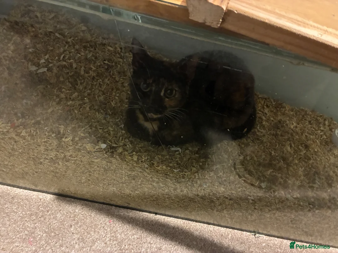 Mixed Breed cats for sale: Mixed colour female 10 months in Preston - Advert 2