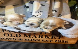 Maltipoo dogs for sale: Tiny Maltipoos available  - Image 5