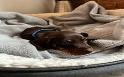 Dachshund dogs for sale: 4 Beautiful Dachshund Puppies - Image 3